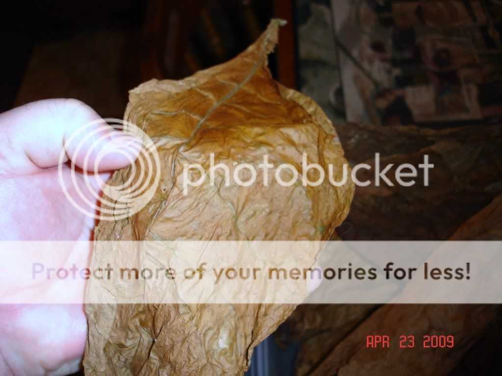 Posted Image