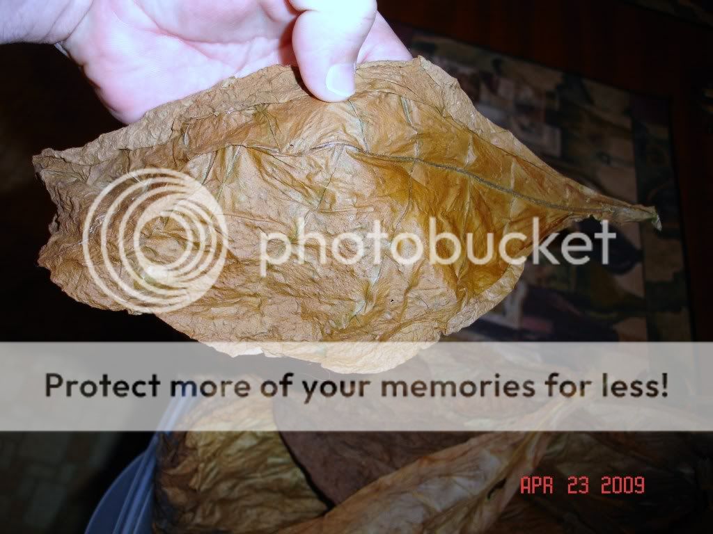 Posted Image