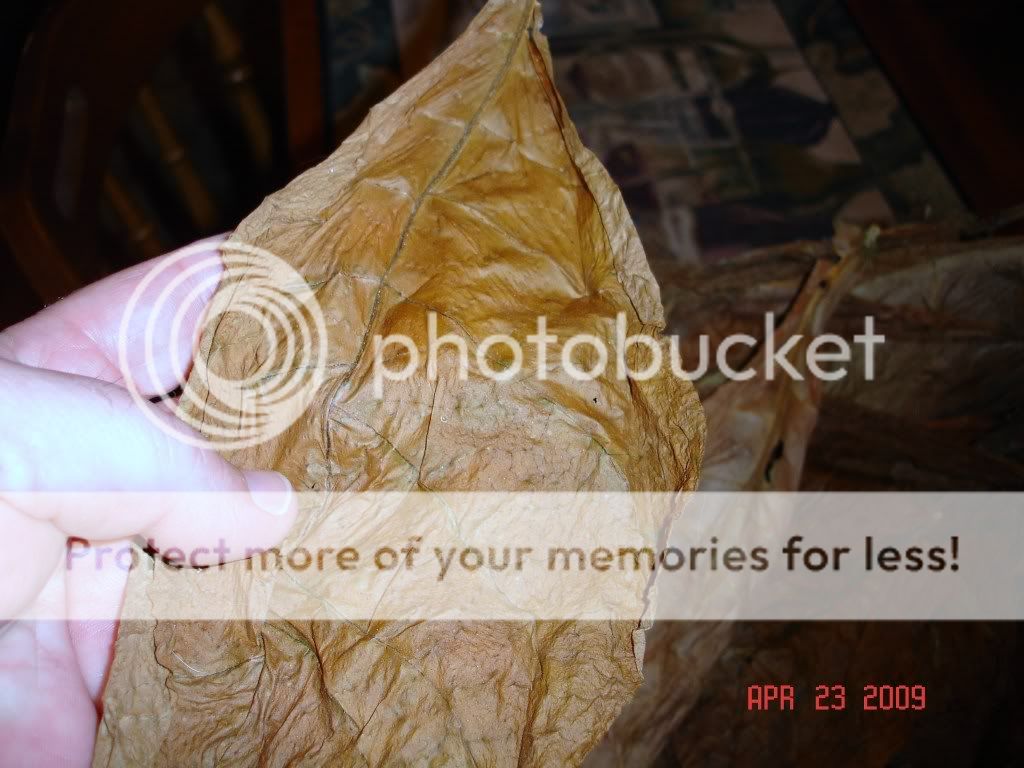 Posted Image