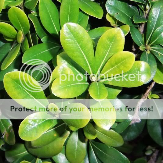 Leaves Pictures, Images and Photos