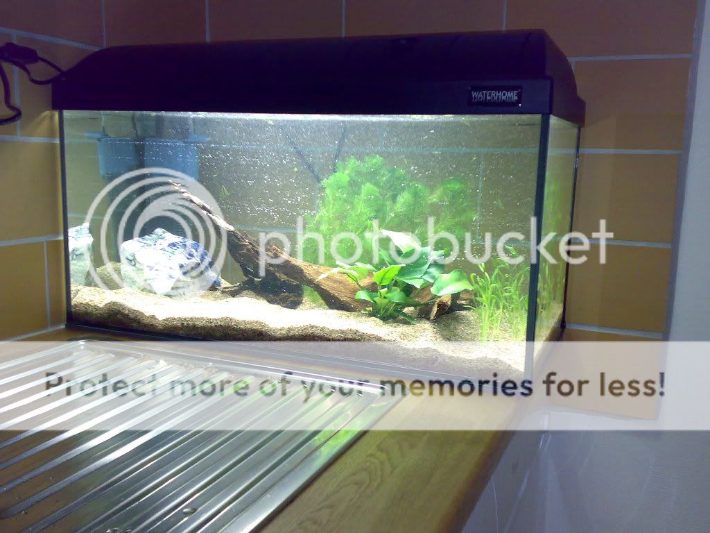 Start av akvarium på 54 liter zoopet Pumpar i akvarium