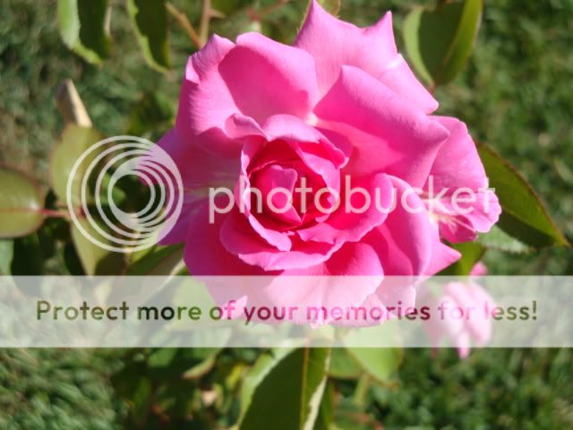 rosa Pictures, Images and Photos