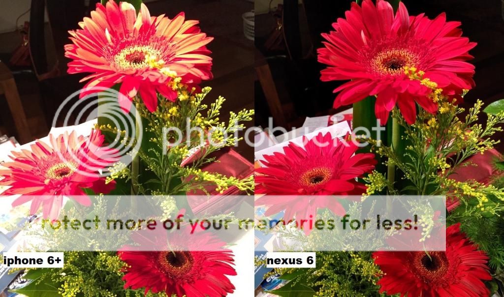 FlowersiPhone6vsNexus6_zps0bb45123.jpg