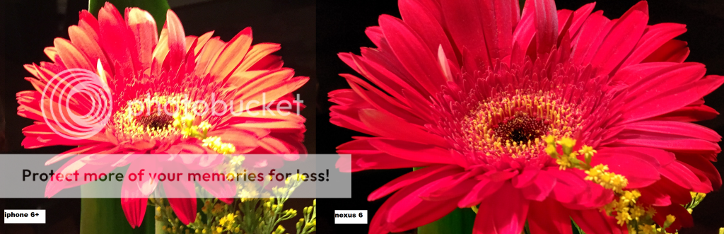 iphone6vsnexus6flowerszoomed_zps758d3f20.png