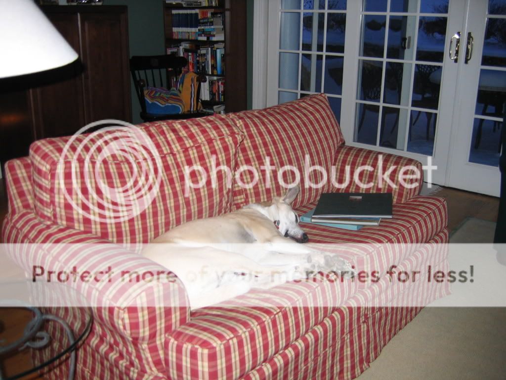 re: Dogs we've seen and loved