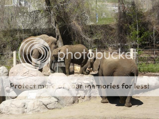 photo P1400724_zpsccaddc67.jpg