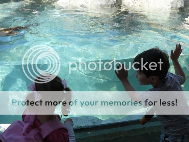 photo P1400736_zpsa984dee5.jpg