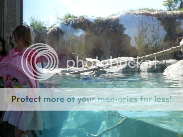 photo P1400739_zpsf90aa2f4.jpg