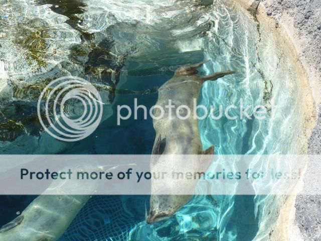 photo P1400743_zps38252e61.jpg